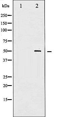 AML1 (Phospho-Ser303) antibody