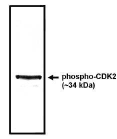 Phospho-cyclin dependent kinase 2 antibody
