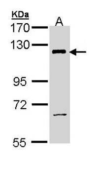 PI3 Kinase p110 beta antibody