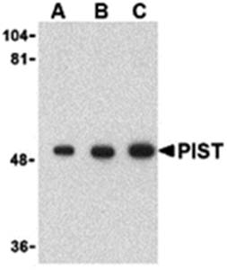 PIST Antibody