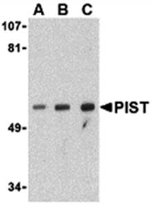 PIST Antibody