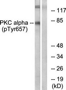 PKC alpha (phospho-Tyr657) antibody