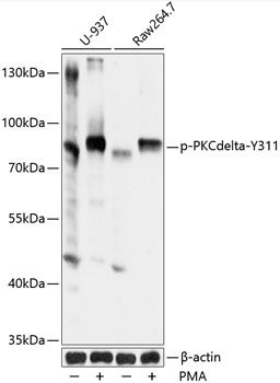 PKCdelta (Phospho-Y311) antibody