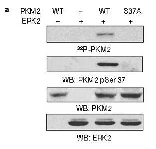 PKM2(phospho-Ser37) Antibody
