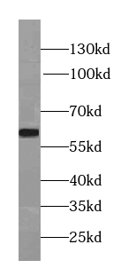 PLK1 (phospho-S326) antibody