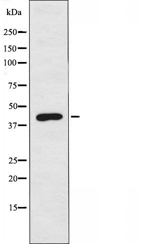 PPM1K antibody