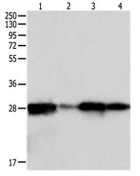PRDX6 Antibody