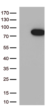 PRMT7 antibody