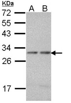 proteasome alpha 7 antibody