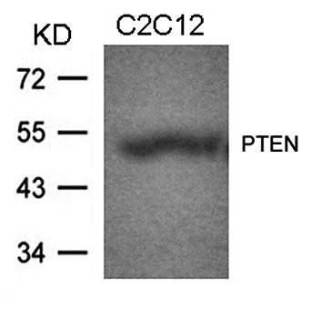 PTEN (Ab-370) Antibody