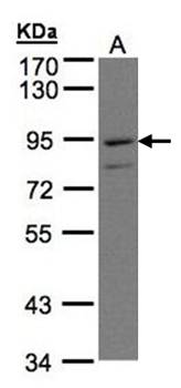 prostaglandin F2 receptor negative regulator antibody