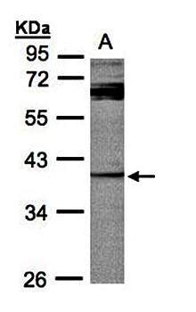 PYST2 antibody