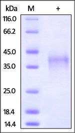 Rabbit PD-1 / PDCD1 Protein
