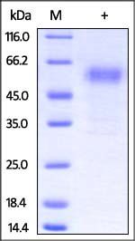 Rabbit PD-1 / PDCD1 Protein