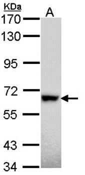 RAD18 antibody