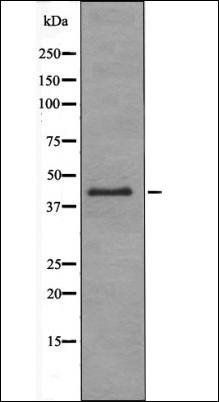 RAD9 (Phospho-Ser272) antibody