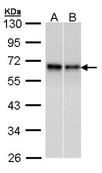 Rad9 antibody