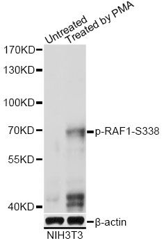 RAF1 (Phospho-pS338) antibody