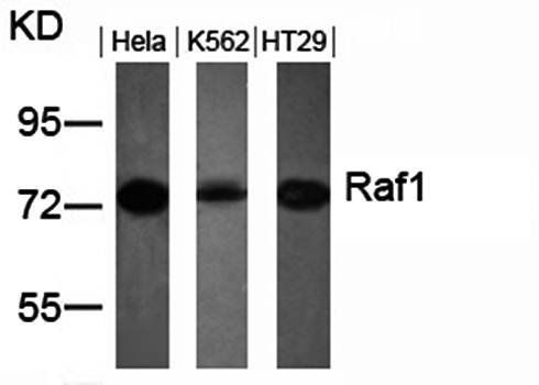 Raf1 (Ab-259) Antibody