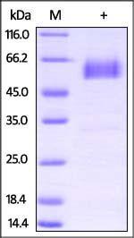 Rat PD-1 / PDCD1 Protein