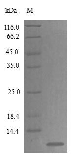 Rat Q99ME0 protein (Active)