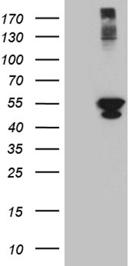 RBJ (DNAJC27) antibody