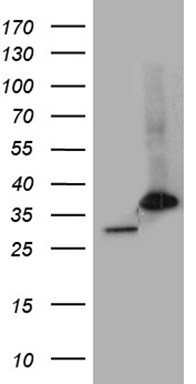 RBPJK (RBPJ) antibody
