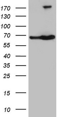 Rex1 (ZFP42) antibody