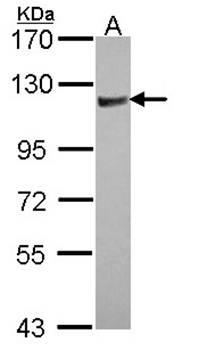Rho GAP4 antibody