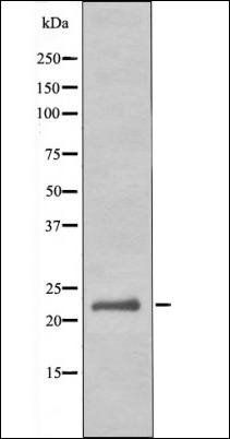 RhoA (Phospho-Ser188) antibody