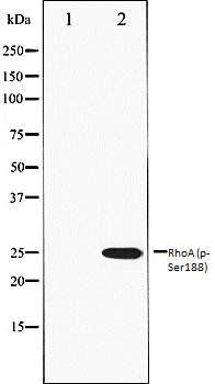 RhoA (phospho-Ser188) antibody