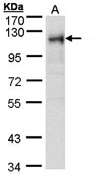 ribosome binding protein 1 antibody