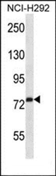 RPH3A antibody