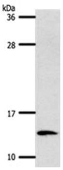 S100A4 Antibody