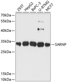 SARNP antibody