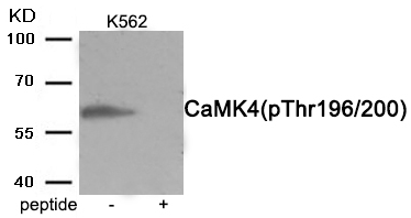 CaMK4 (Phospho-Thr200) Antibody