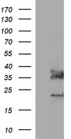 SDSL antibody