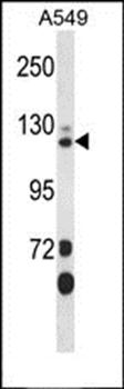 SEC23IP antibody