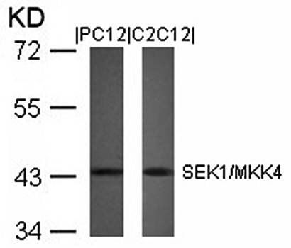 SEK1/MKK4 (Ab-80) Antibody