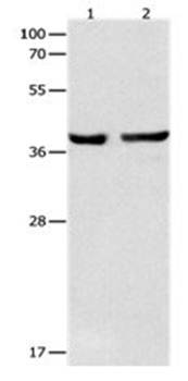 SERPINB5 Antibody