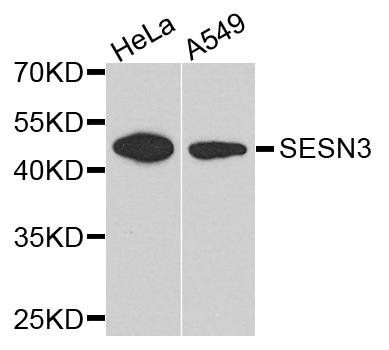 SESN3 antibody