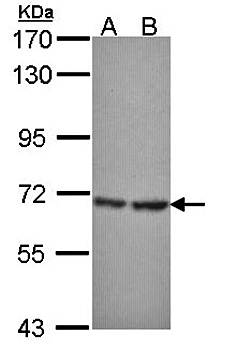 SH3 domain-binding protein 1 antibody