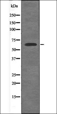 Shc3 (Phospho-Tyr424) antibody