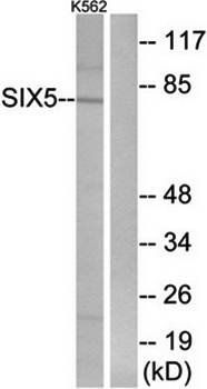 SIX5 antibody