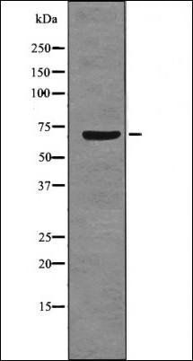 SLAM/CD150 (Phospho-Tyr281) antibody