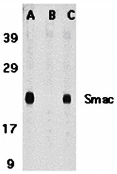 Smac Antibody