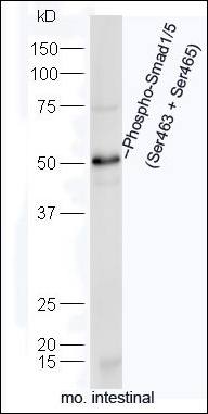Smad1 (phospho-Ser463/465) antibody