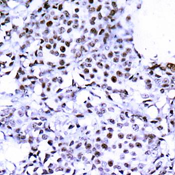 SMC1 (Ab-957) Antibody