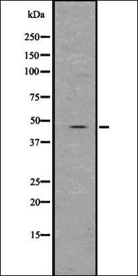 Sp7/Osterix antibody