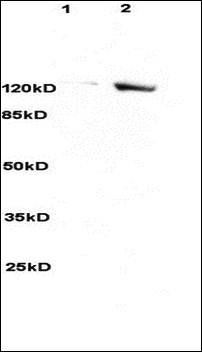 SREBP2 antibody